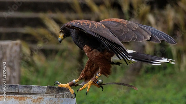 Obraz Wüstenbussard