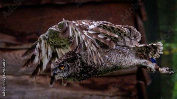 Obraz Afrikanische Fleckenuhu