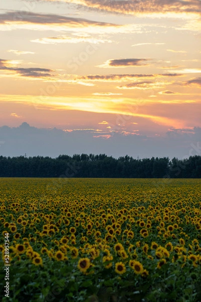 Obraz sunflower field at sunset