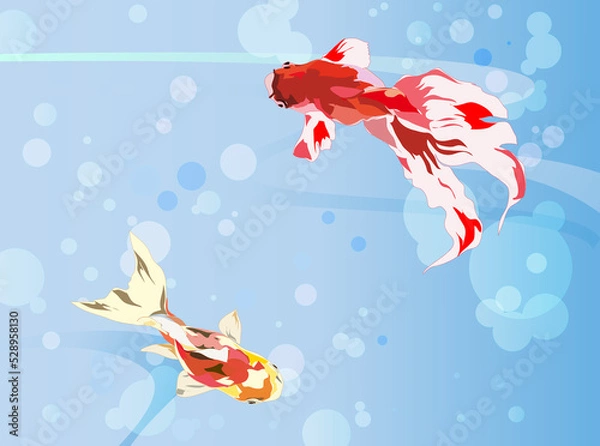 Fototapeta 泳ぐ金魚