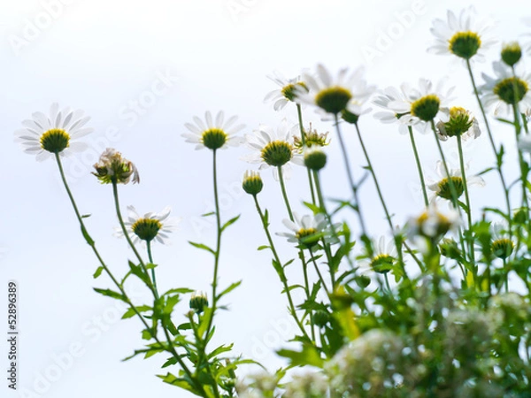 Obraz カモミール