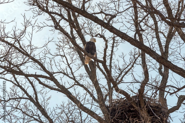 Fototapeta A Bald Eagle Near Her Nest In Wisconsin In Late March