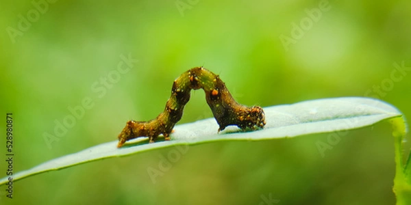 Obraz caterpillar on micro photography