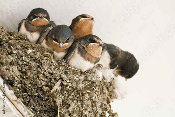 Fototapeta swallow nest with chicks