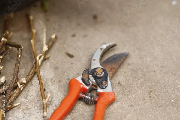 Obraz Pruning shears