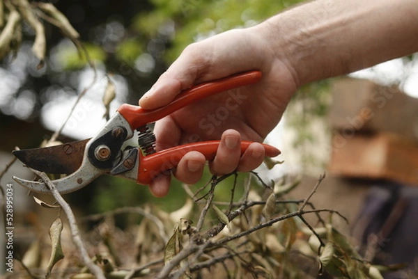 Obraz Pruning shears