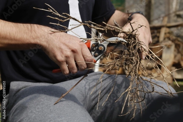 Obraz Pruning shears