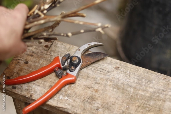 Obraz Pruning shears