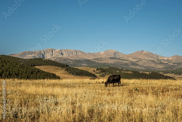Obraz Black Angus Cow grazes in the grassland at the base of the Big Horn Mountains in Wyoming, USA