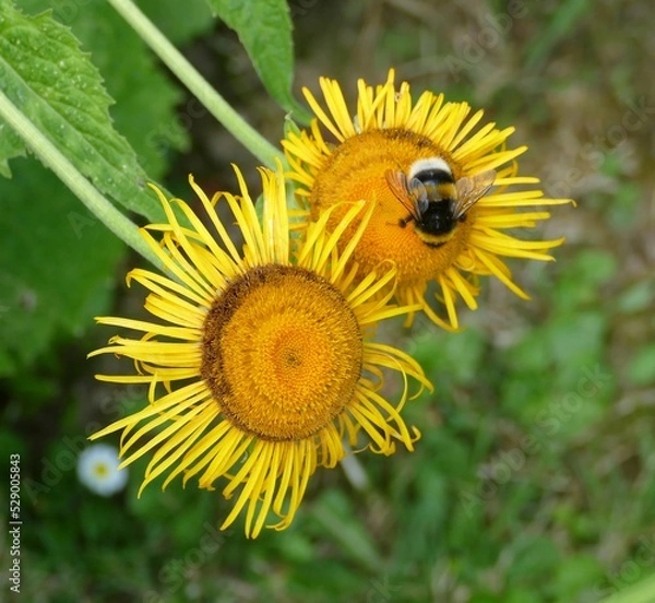 Obraz Eine Hummel auf einer Sonnenblume