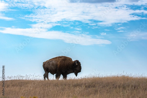 Obraz Buffalo Stands on Native Prairie Grasslands