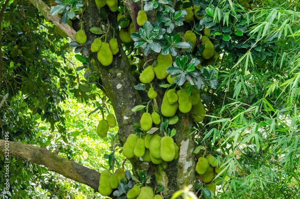 Obraz Jack Fruit in Tree