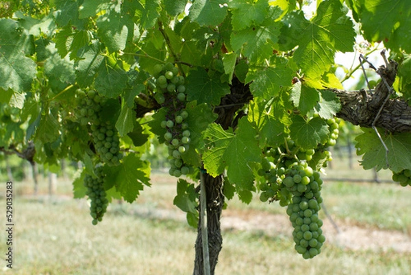 Obraz Grapes on the vine in a local vineyard ready for harvest
