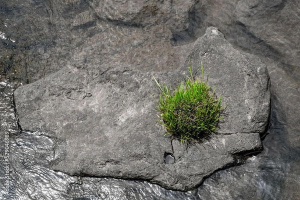 Obraz green grass grows on a gray stone in the river
