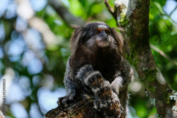 Obraz sagui monkey in rio de janeiro tropical forest 
