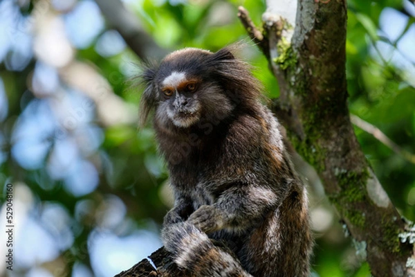 Obraz sagui monkey in rio de janeiro tropical forest 