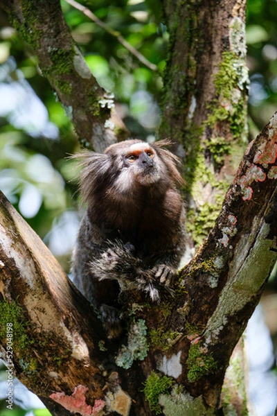 Obraz sagui monkey in rio de janeiro tropical forest 