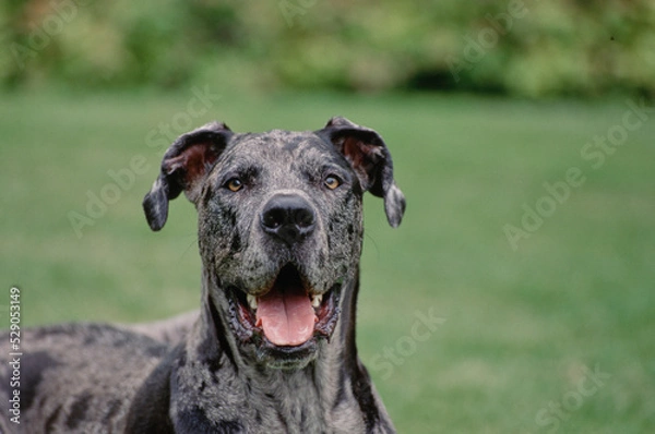 Fototapeta Close up of Great Dane in field