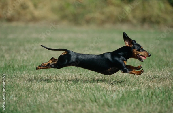 Obraz Dachshund running in grass