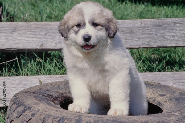 Fototapeta Great Pyrenees puppy on tire