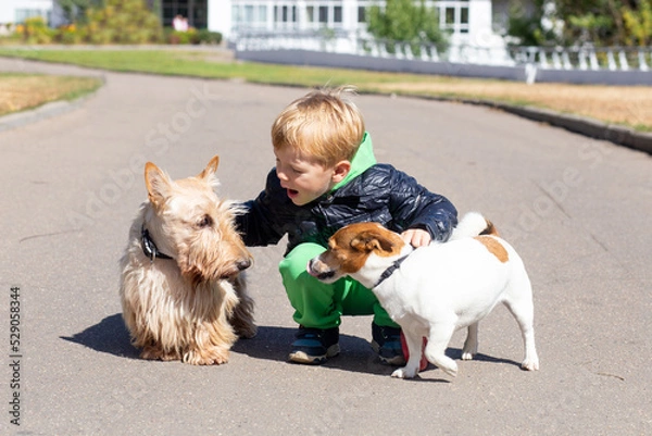 Fototapeta A blond boy 4 years old in a black jacket and green trousers hugs, talks and plays with two dogs a Scottish terrier and a Jack Russell terrier. In the city on an autumn day.