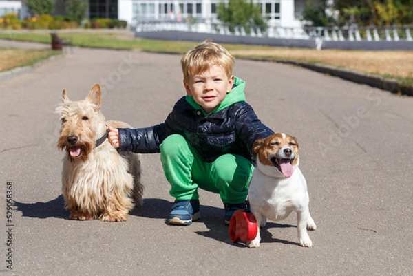 Fototapeta A blond boy 4 years old in a black jacket and green trousers hugs, talks and plays with two dogs a Scottish terrier and a Jack Russell terrier. In the city on an autumn day.