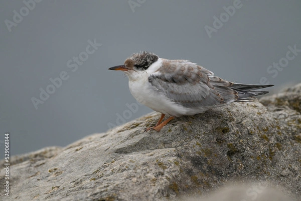 Obraz Common Tern Juvenile