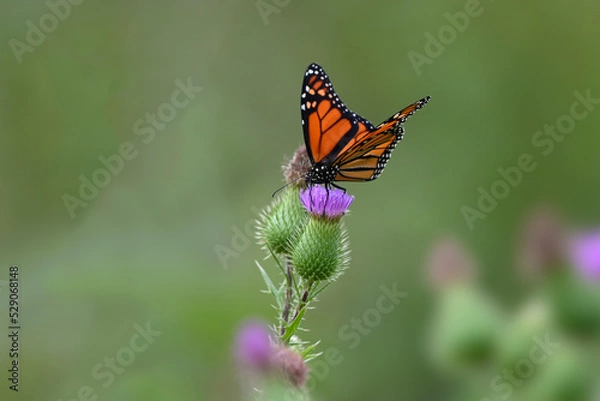 Obraz Monarch Butterfly on Thistle