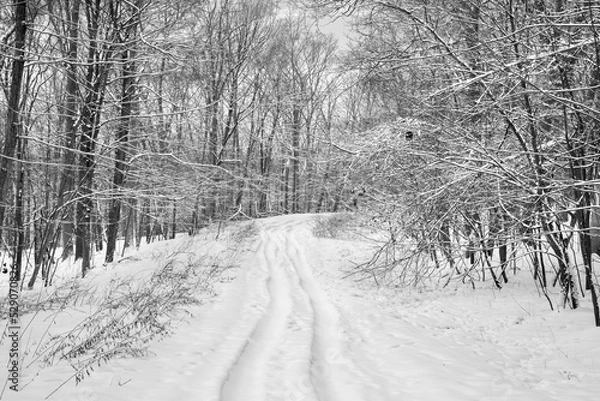 Obraz snow covered trees