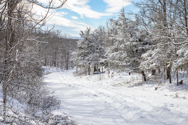 Fototapeta snow covered path in the woods