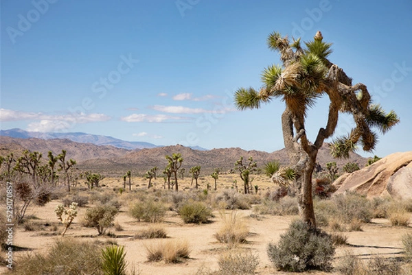 Fototapeta joshua tree national park