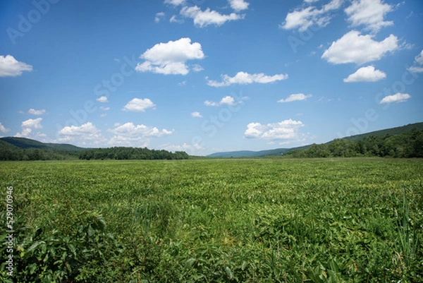 Obraz green field with blue sky