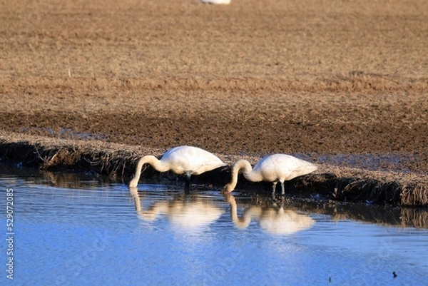 Fototapeta 겨울철새 - 큰고니 먹이사냥