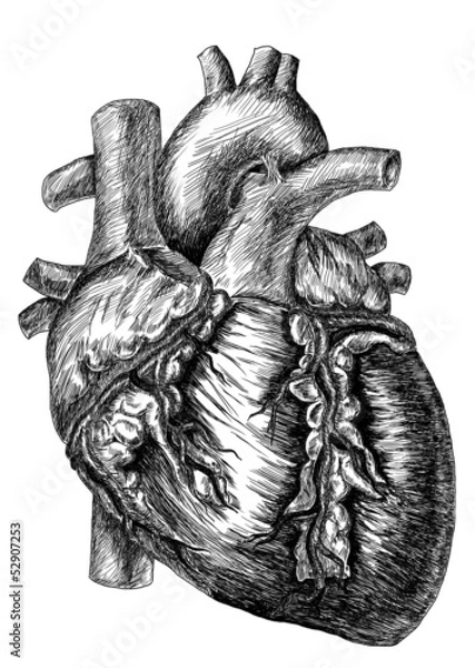 Obraz heart drawing on white background