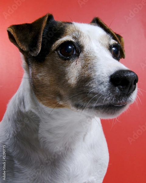 Fototapeta Jack Russel