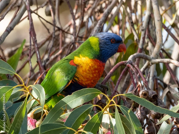 Obraz Lorikeet