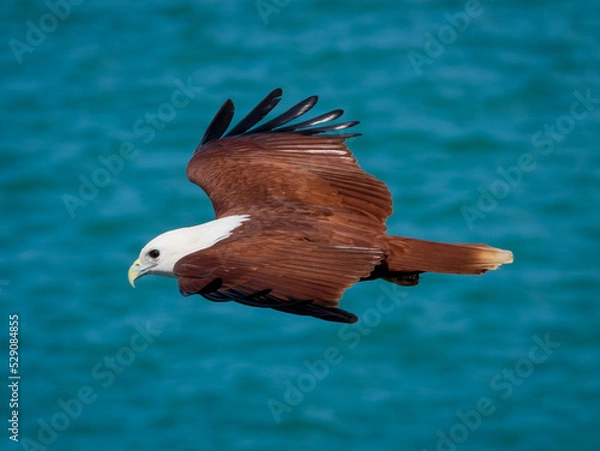 Obraz eagle in flight