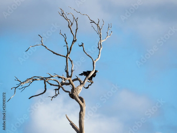 Obraz Wedge Tail Eagle in tree