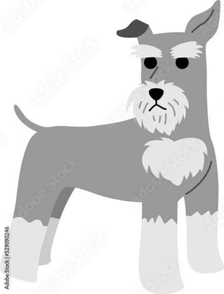 Obraz miniature schnauzer illustration
