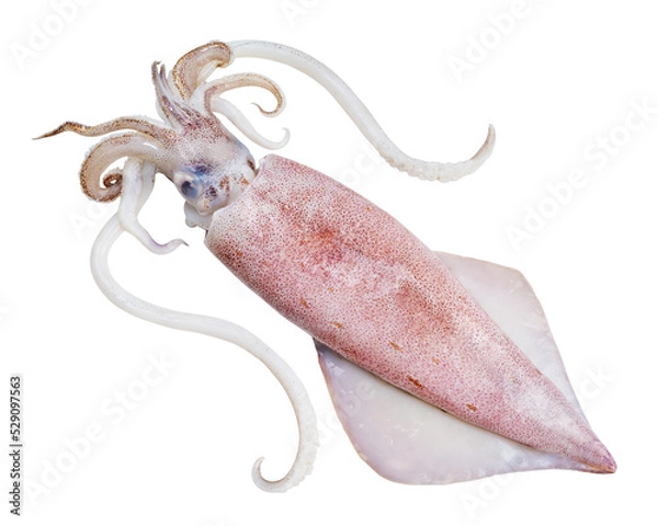 Fototapeta Fresh squid isolated on white background, Squid isolated on white with clipping path.