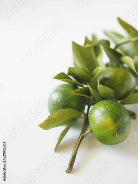 Fototapeta シークワーサー