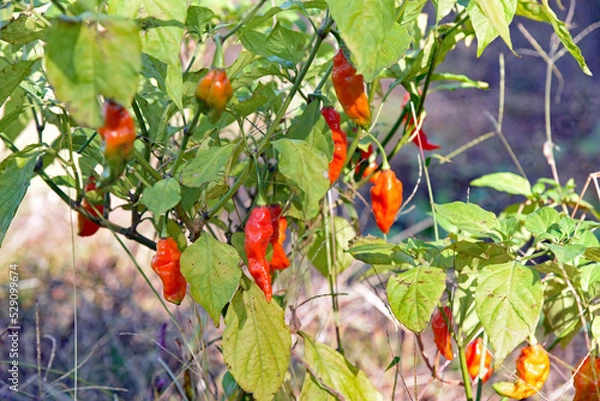 Obraz ブートジョロキア