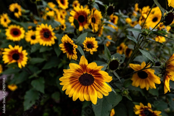 Fototapeta black-hearted coneflower in summer