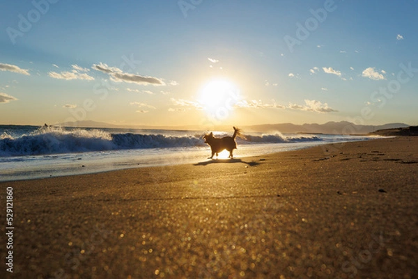 Obraz 夕日の湘南の海と犬