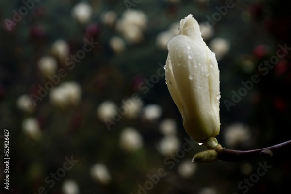 Fototapeta モクレン