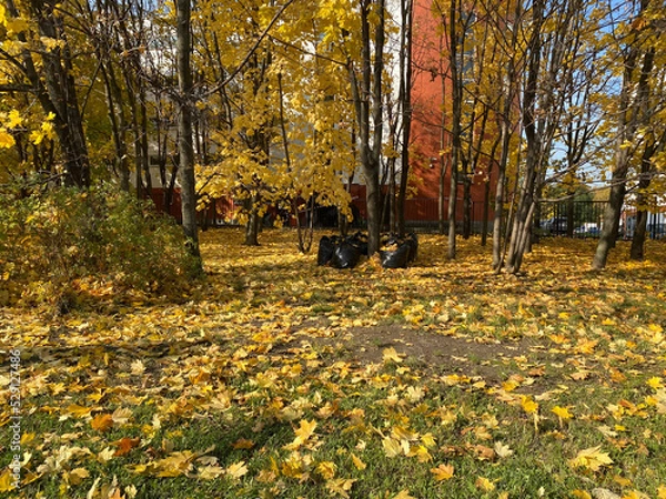 Obraz yellow maple leafs on tree at dry sunny fall day
