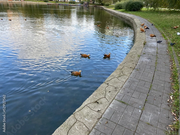 Obraz summer in city park at dry sunny day