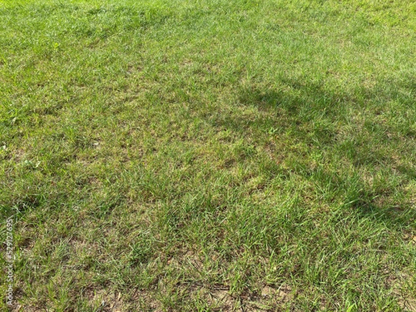 Obraz green grass at dry sunny summer day