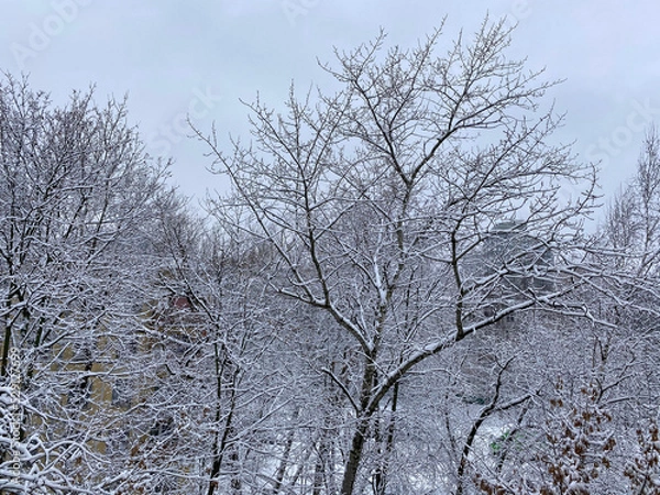 Obraz winter in city yard at cloudy day