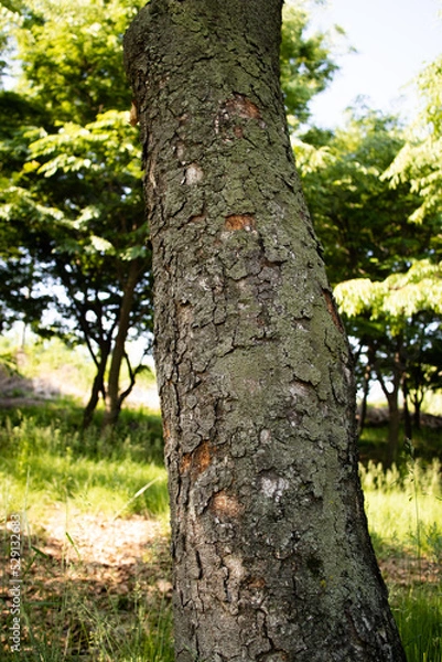 Fototapeta 나무 결